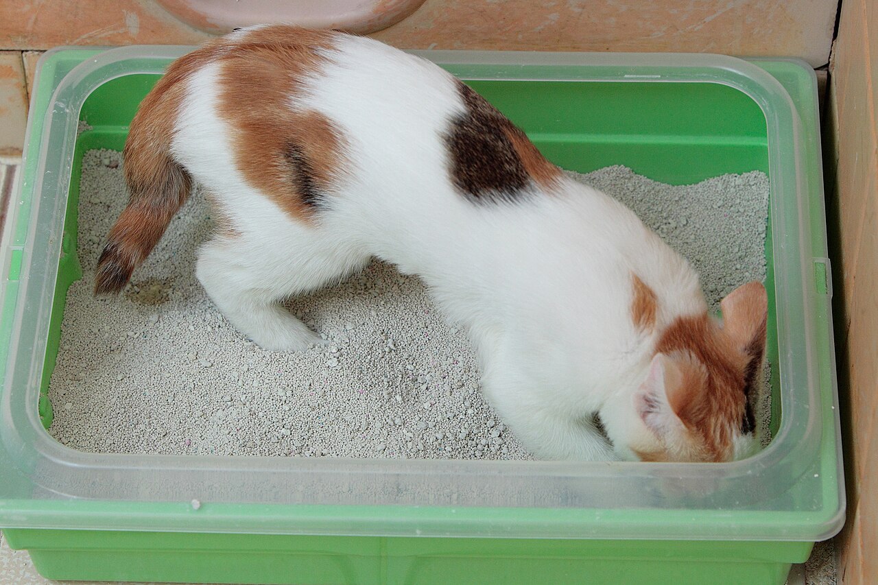 Gato filhote usando caixa de areia, cenário em que o tapete coletor ajuda a reter a areia nas patas
