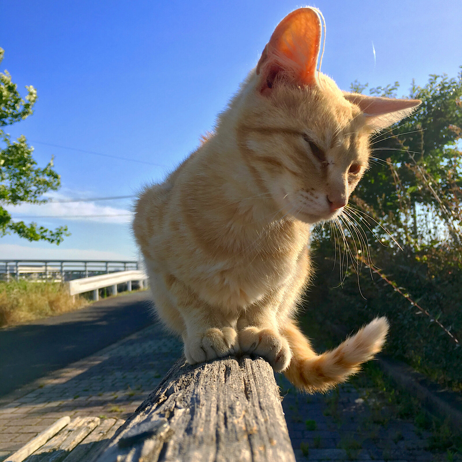 Gato arranhando superfície de madeira