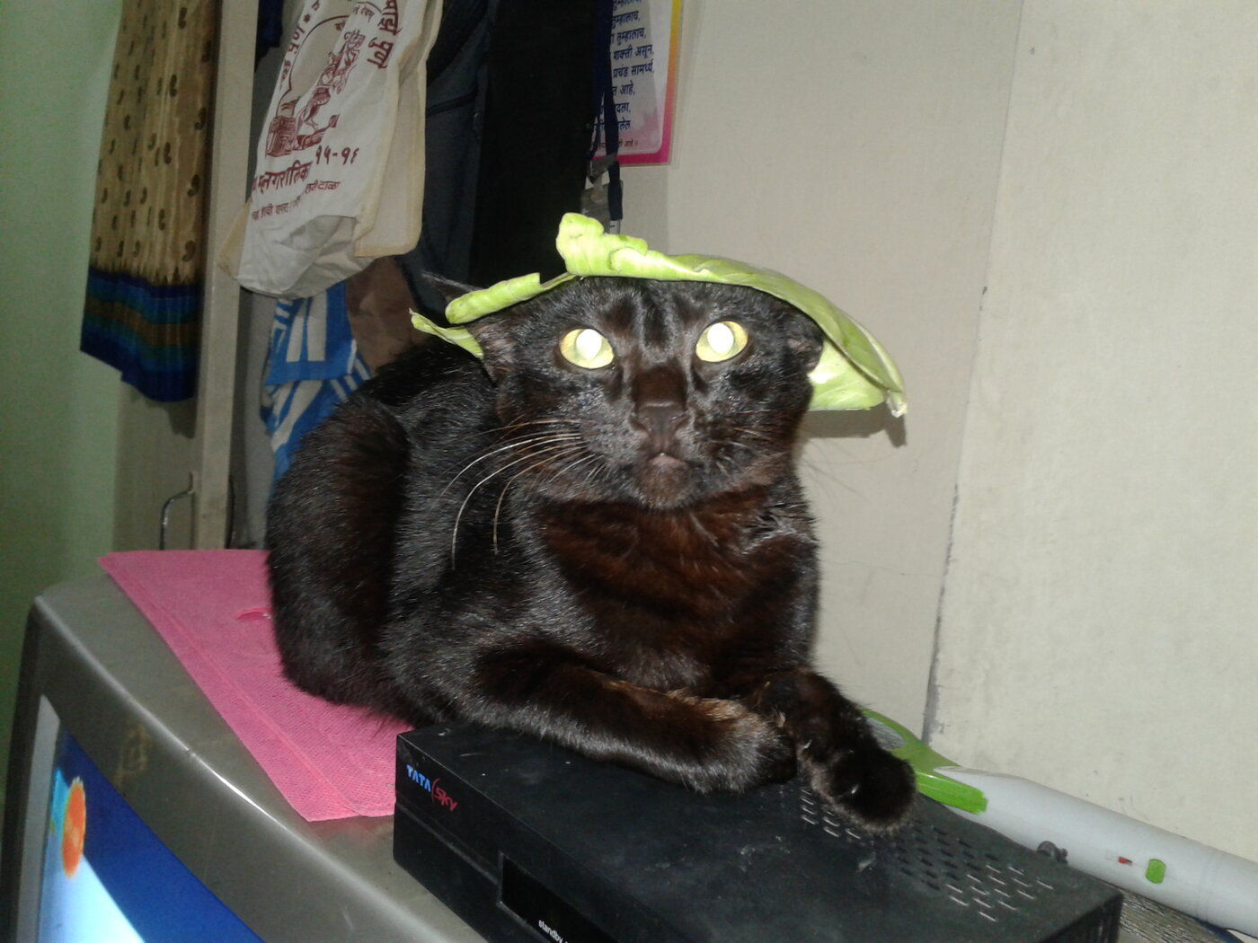 Gato assustado com postura tensa e olhar de alerta