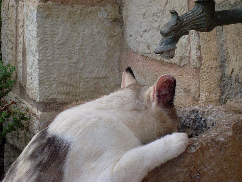 Gato bebendo agua, habito importante para a saude urinaria