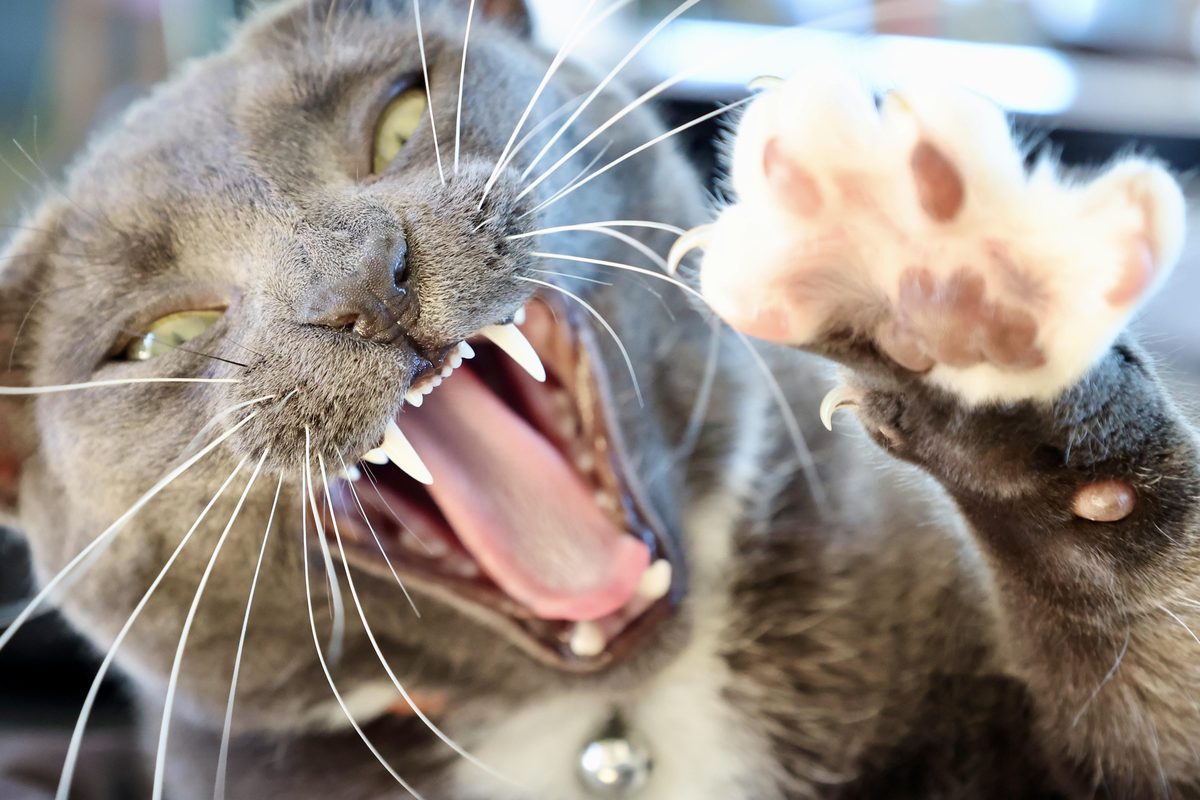 Gato bocejando mostrando os dentes e a boca