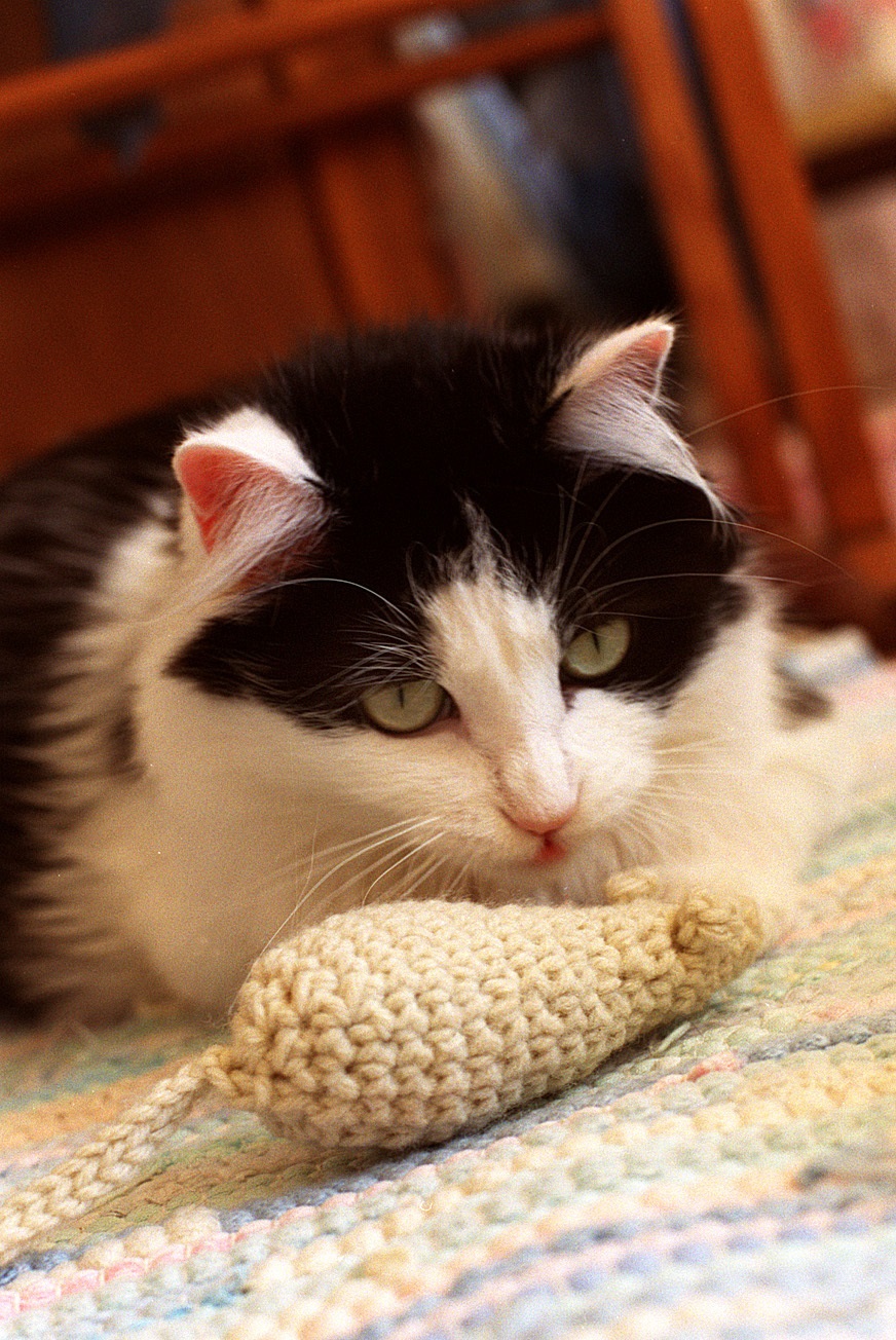 Gato brincando com brinquedo, estímulo importante para atividade física