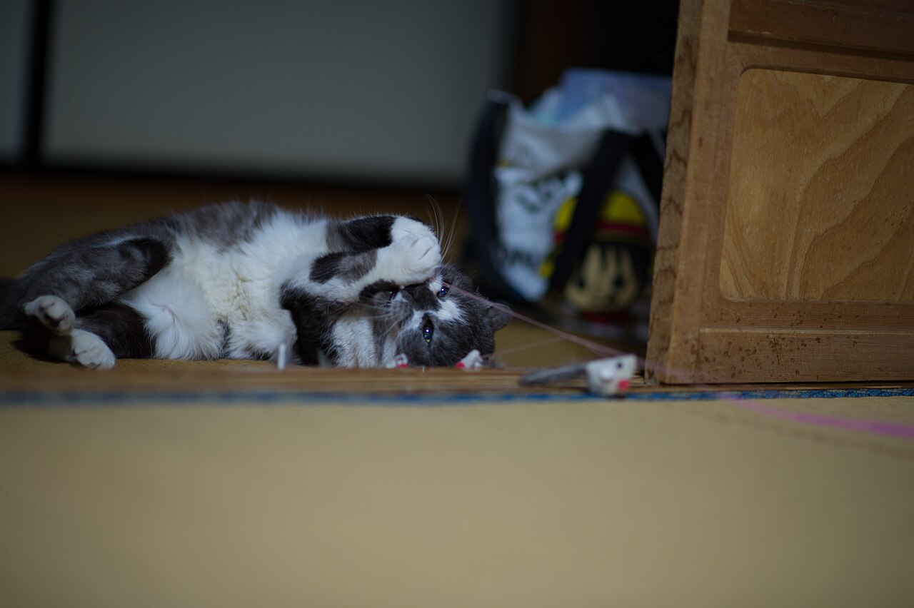 Gato brincando com vareta e brinquedo