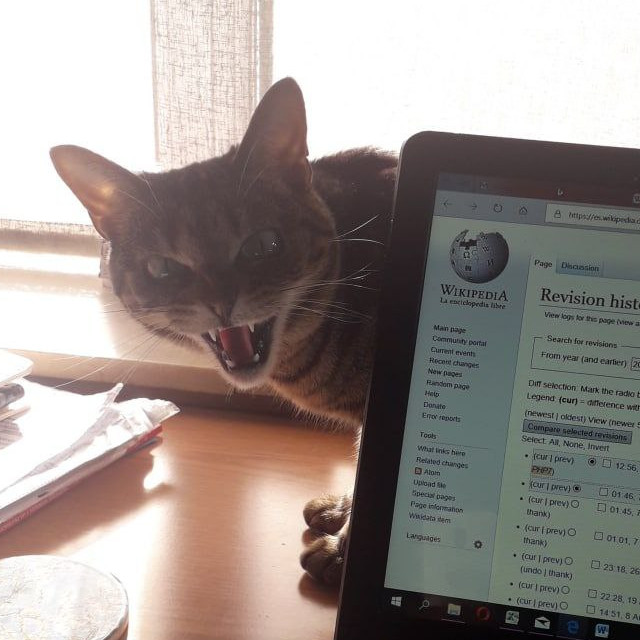Gato bufando, sinal de agressividade felina