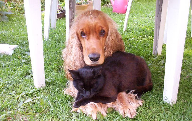 Cão e gato deitados juntos como amigos no jardim