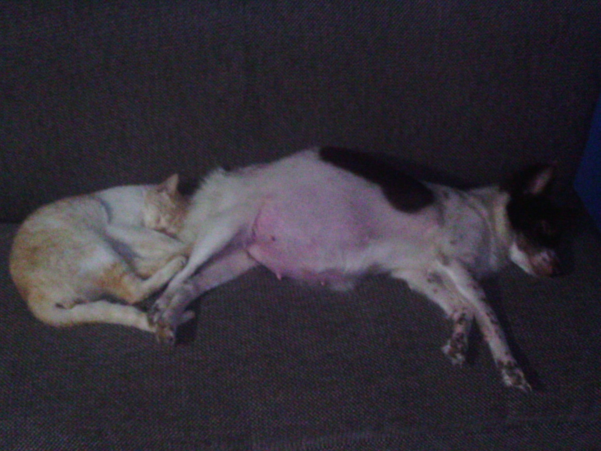Gato e cachorro dormindo juntos no sofá
