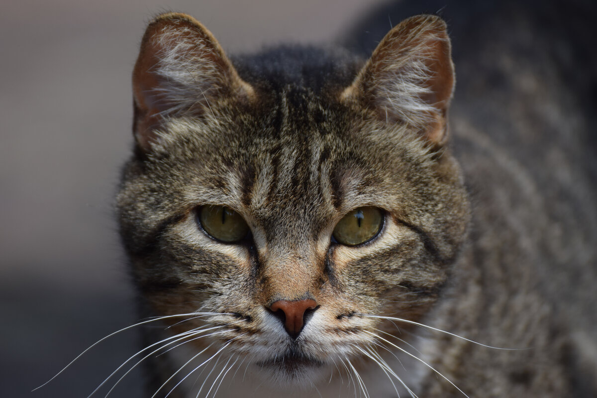 Close do rosto de um gato mostrando a regiao do queixo