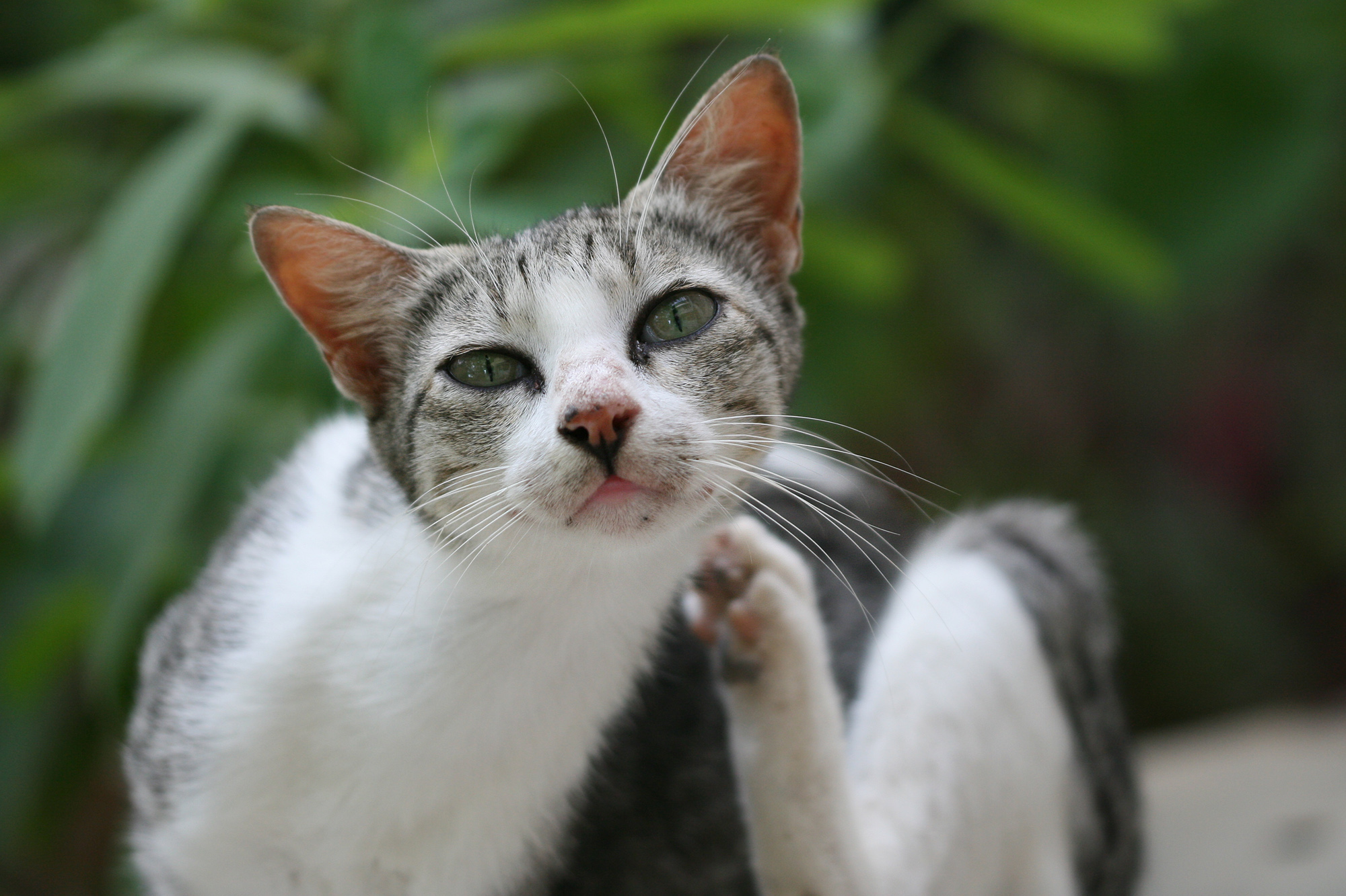 Gato coçando o pescoço