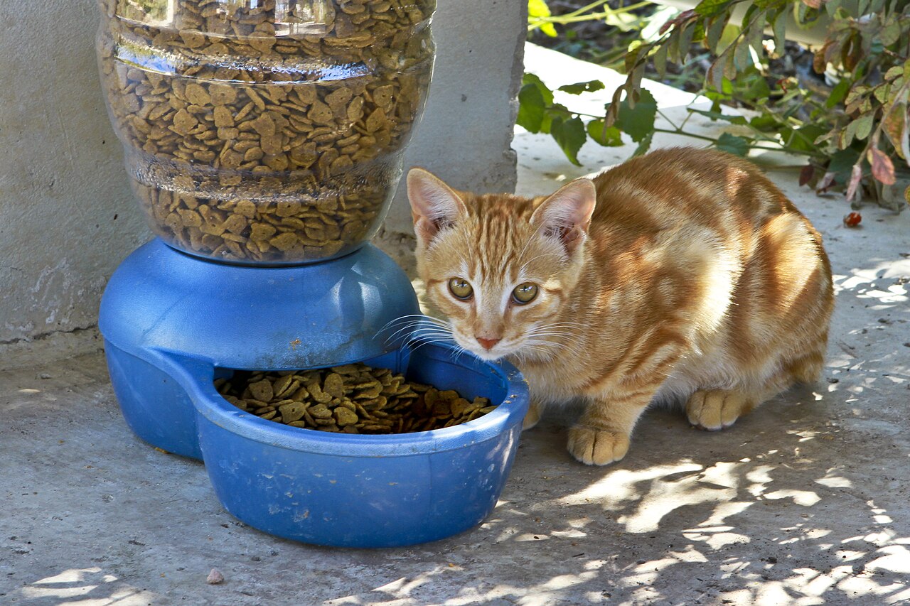 Gato comendo em comedouro no chão