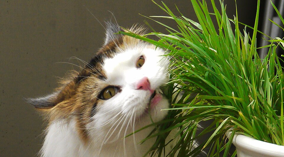 Gato comendo grama, comportamento comum para induzir o vômito