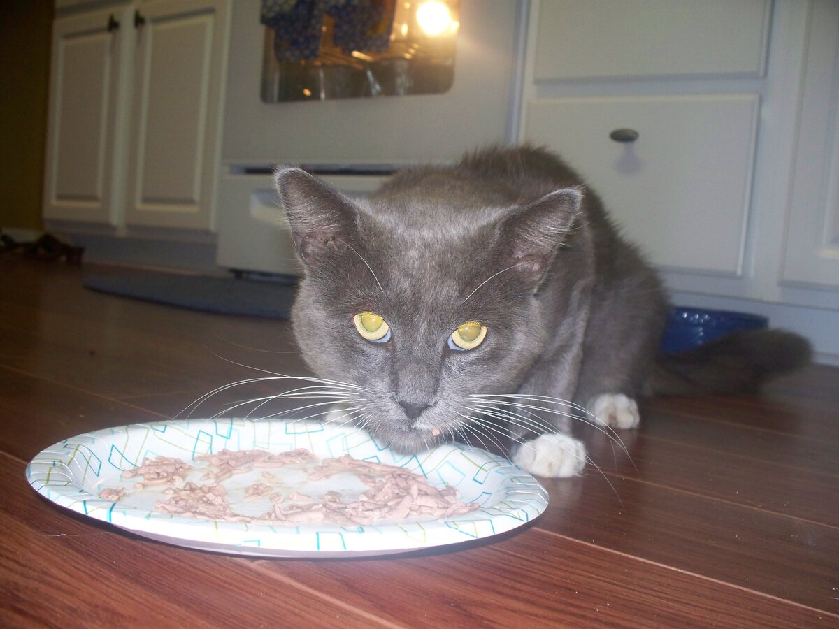 Gato comendo um petisco crocante