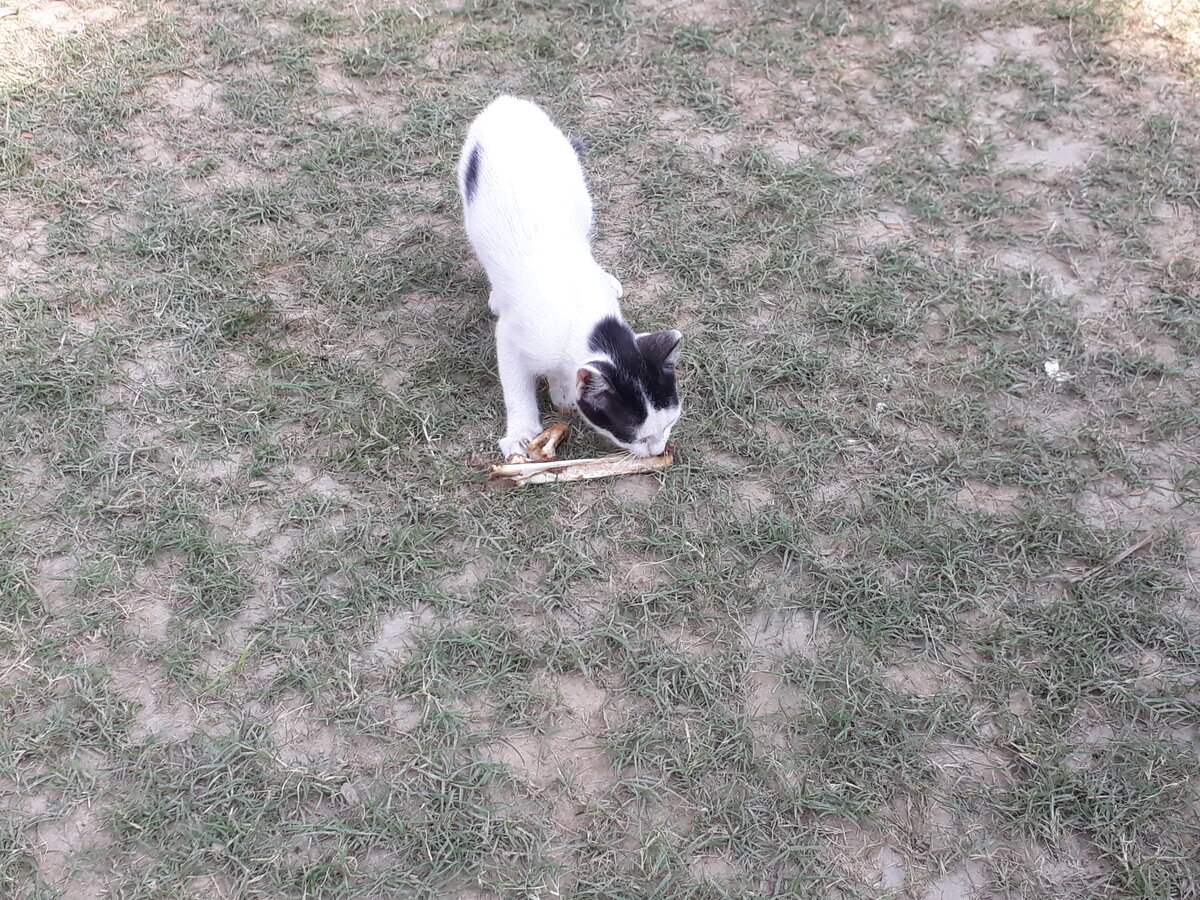 Gato se alimentando normalmente de sua racao