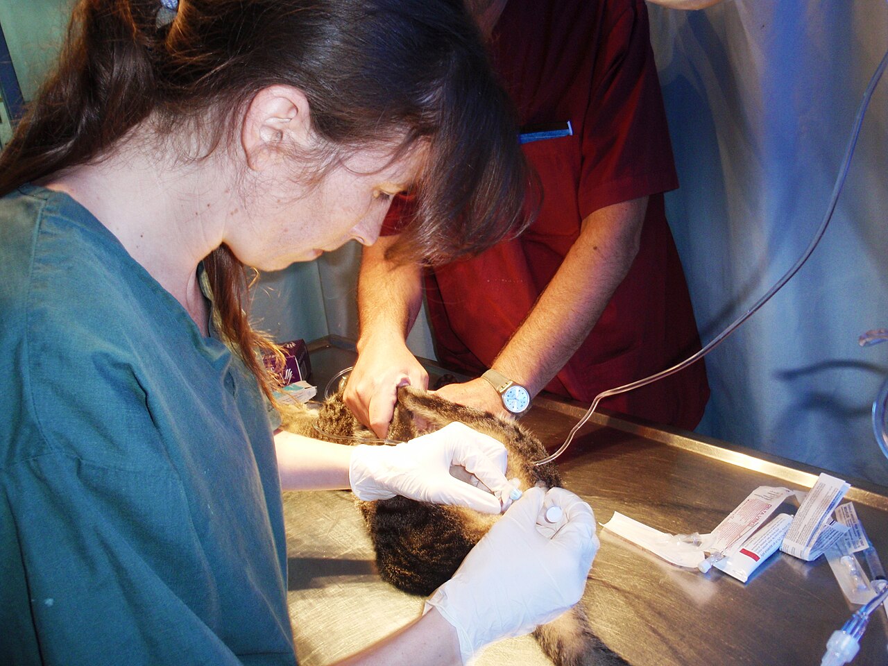 Gato recebendo tratamento veterinário com cateter