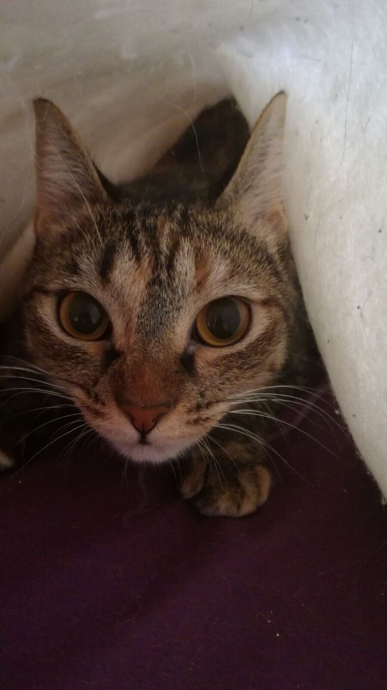 Gato escondido embaixo de um cobertor buscando segurança