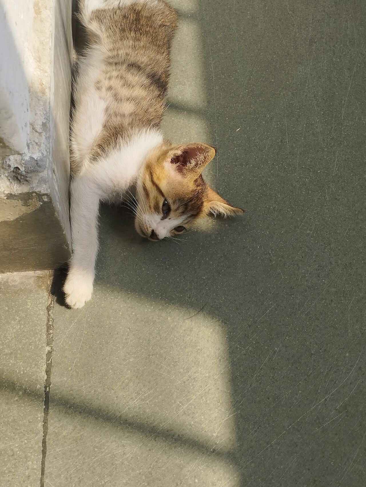 Gato filhote doméstico, faixa etária em que a testagem para FeLV e FIV é especialmente recomendada