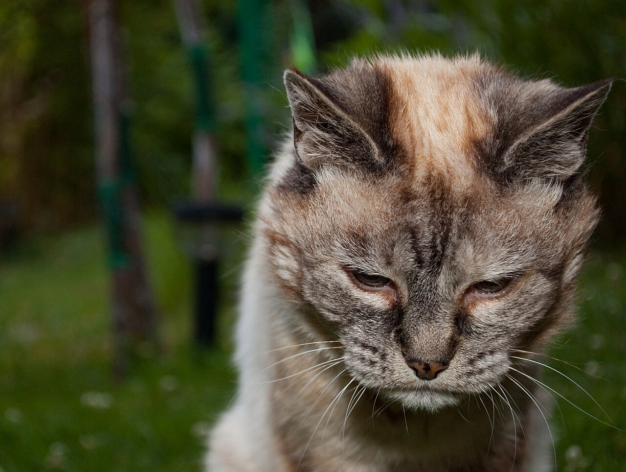 Gato idoso com aparência debilitada, semelhante aos sinais observados em felinos positivos para FeLV ou FIV