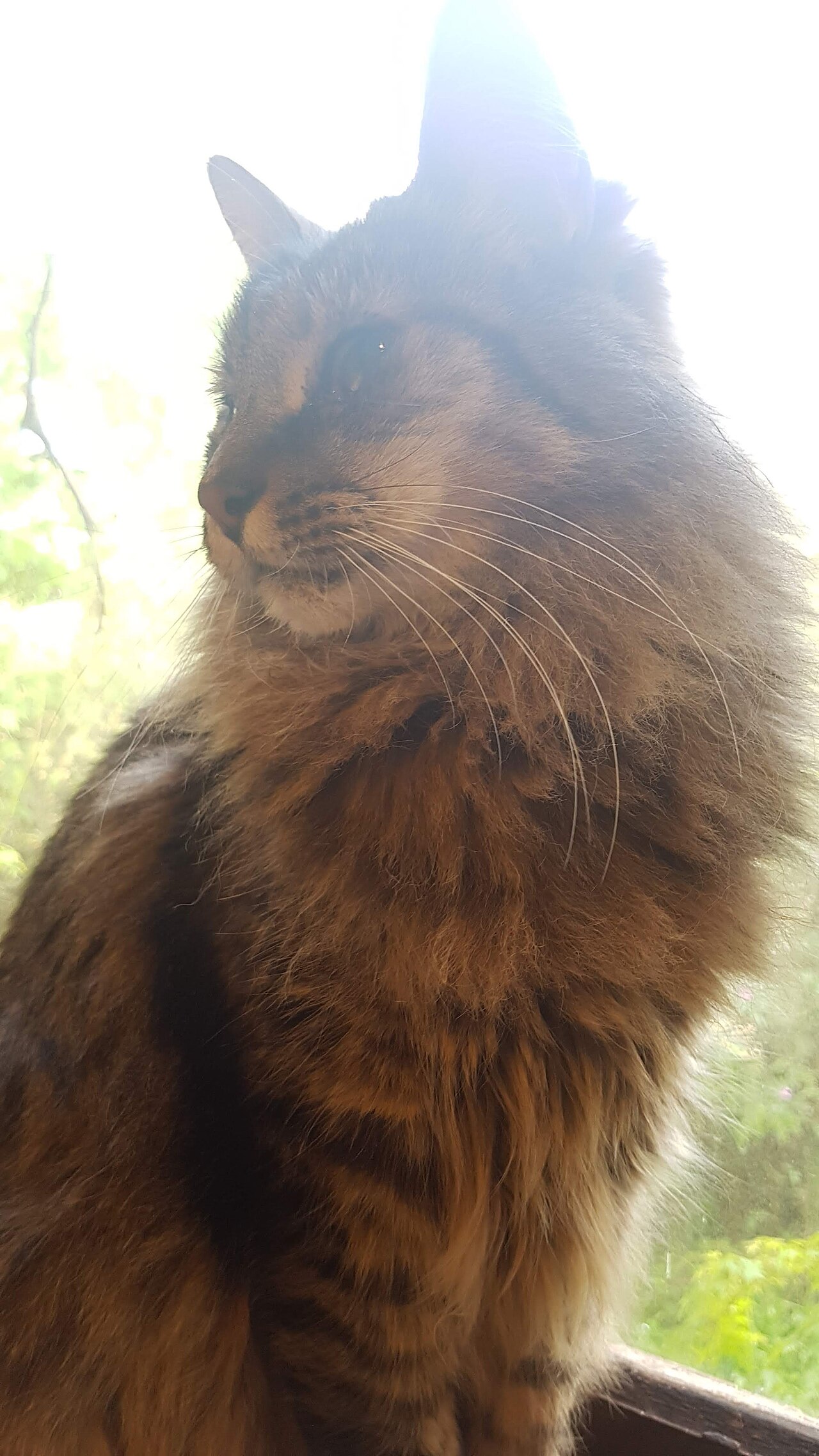 Gato Maine Coon de pelo longo, exemplo de raça com pelagem densa