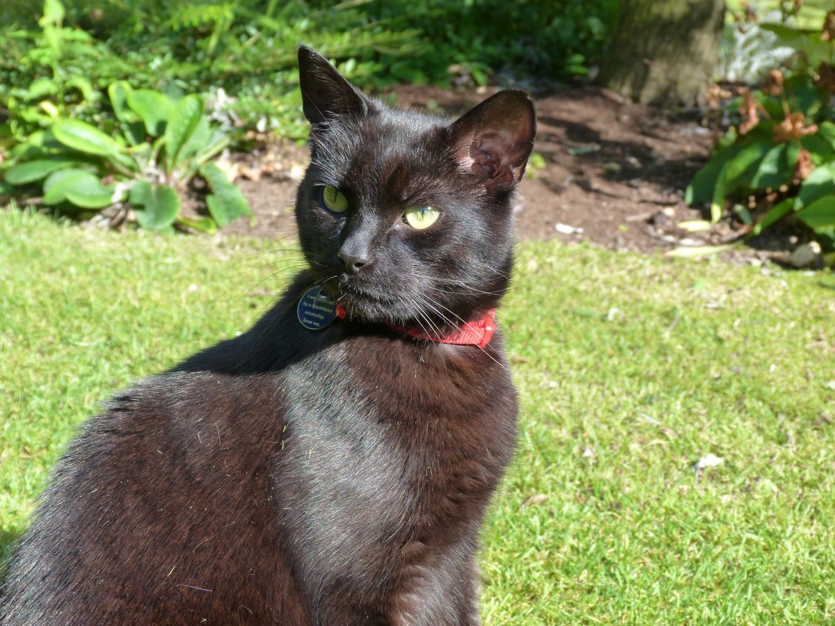 Gato recebendo implante de microchip de identificacao pelo veterinario