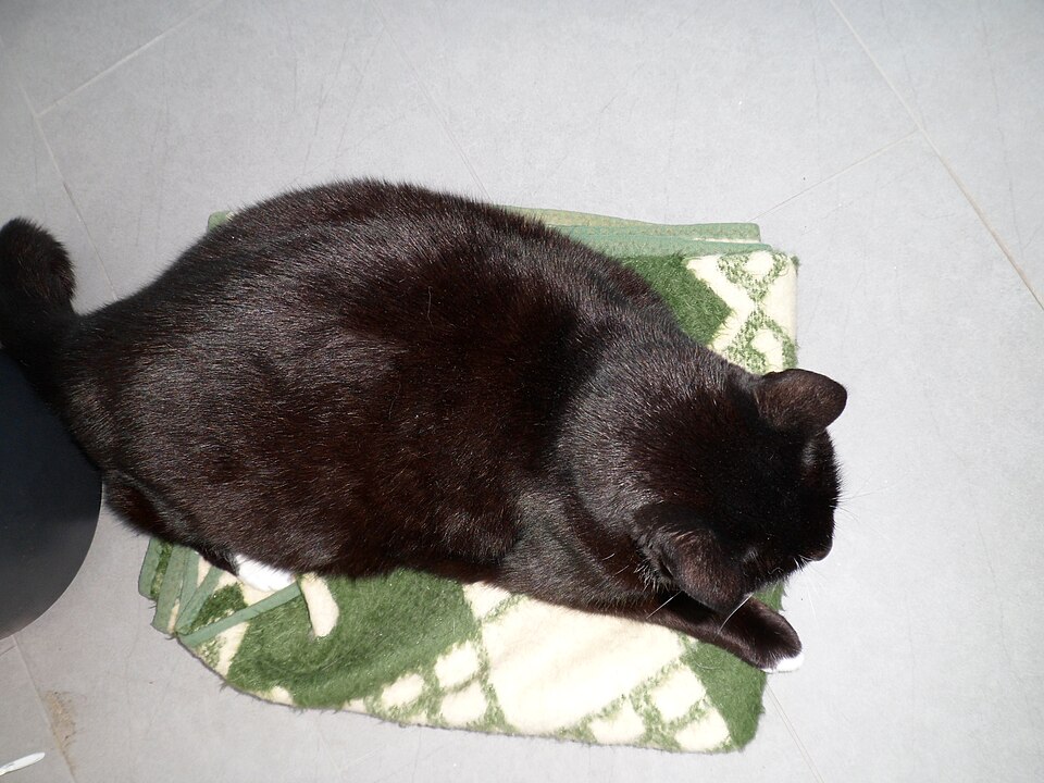 Gato obeso, fator de risco para diabetes felina