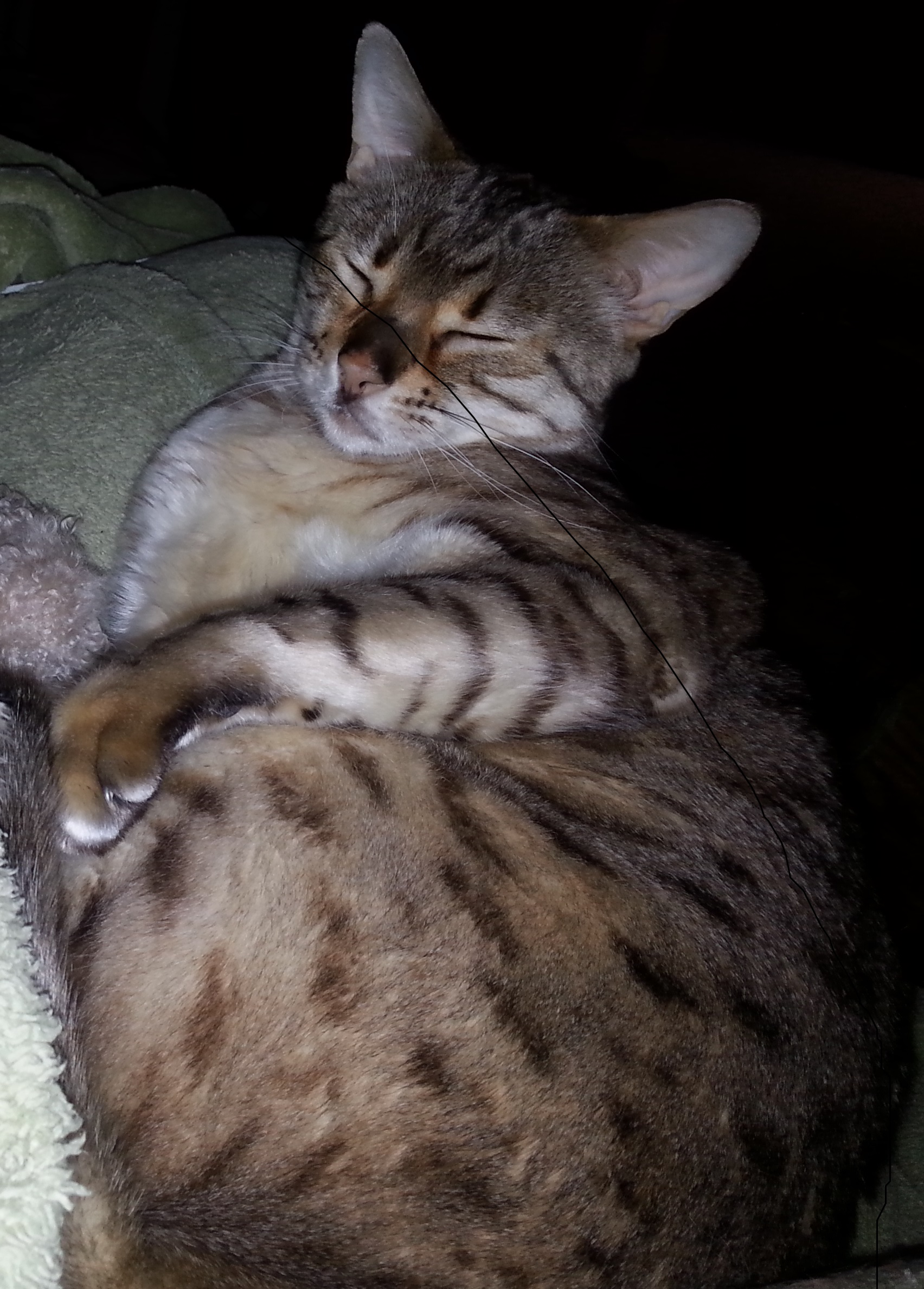 Gato obeso, principal fator de risco para diabetes felina