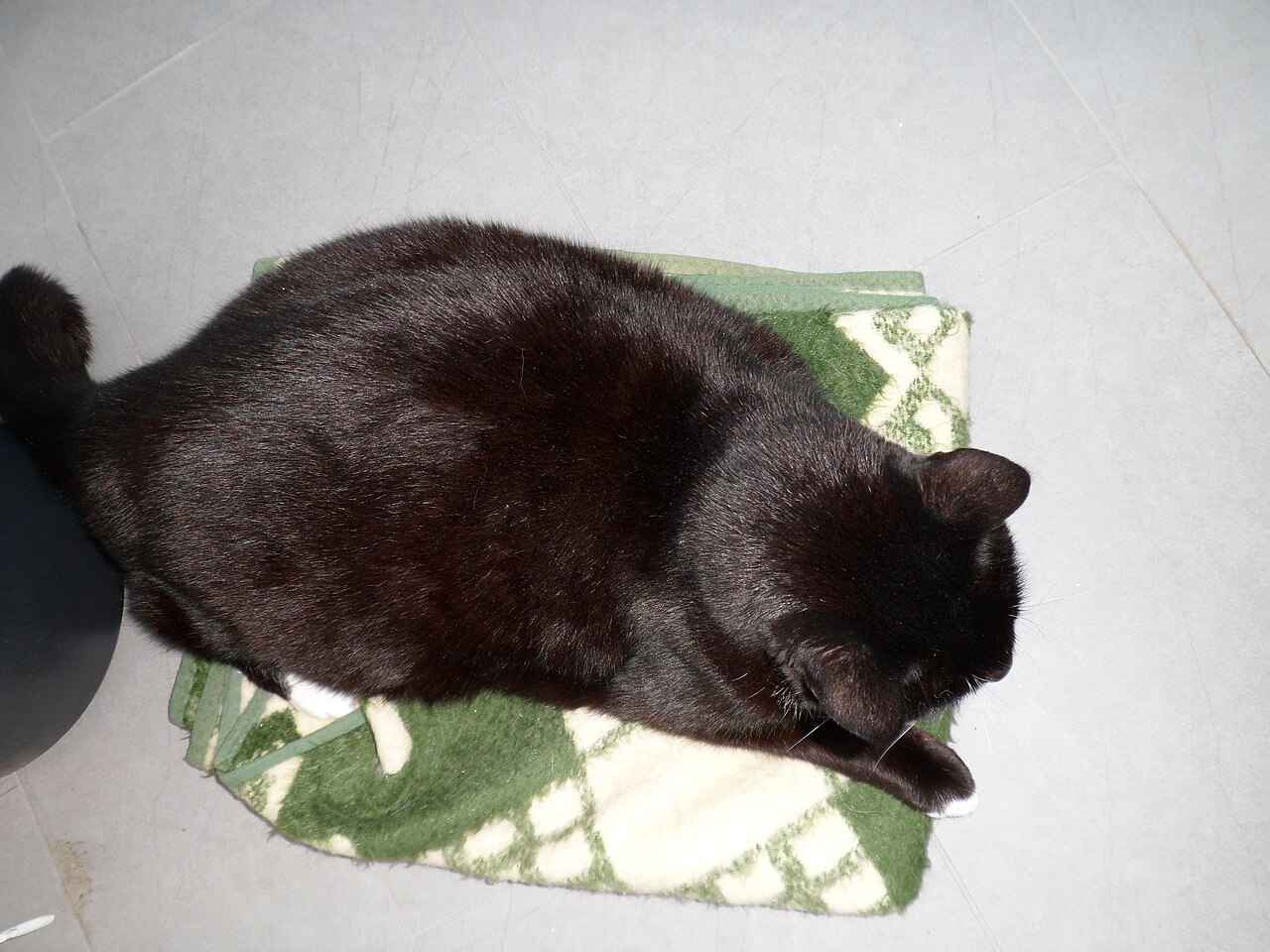Gato obeso visto de cima, sem cintura definida
