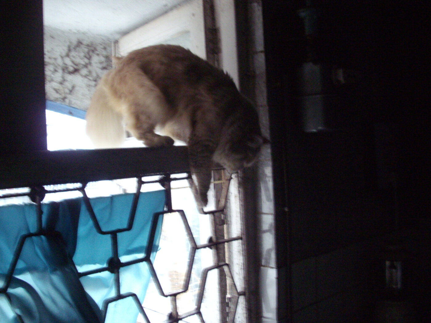 Gato pulando do parapeito de uma janela, situação de risco de queda