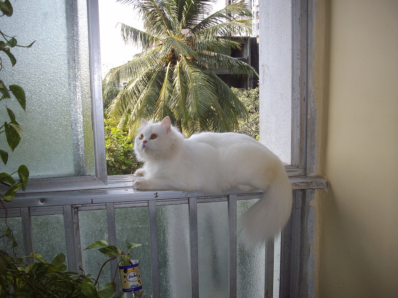 Gato persa branco deitado no parapeito de janela em andar alto