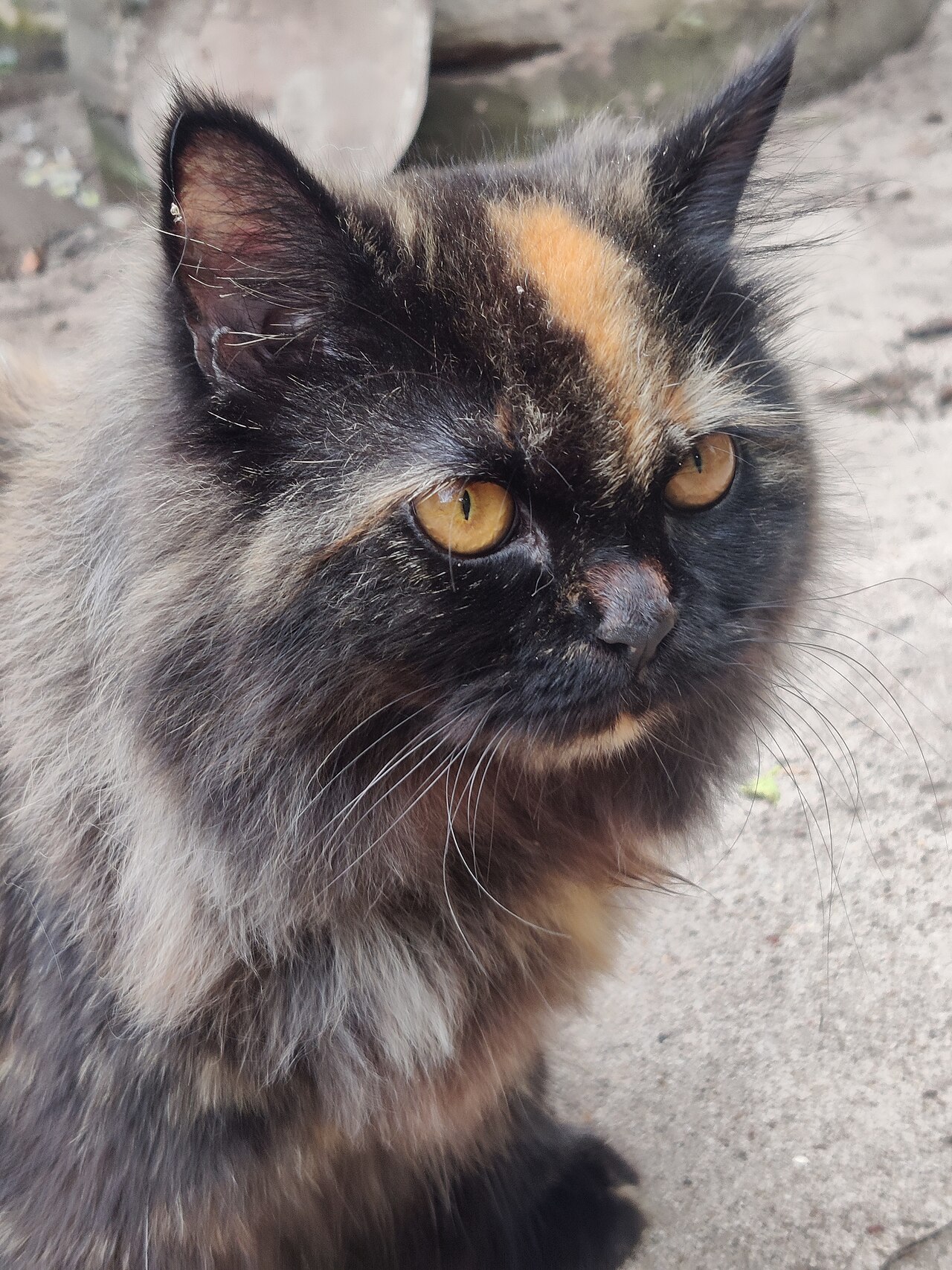 Gato persa de pelo longo, raça propensa a nós e pelotes
