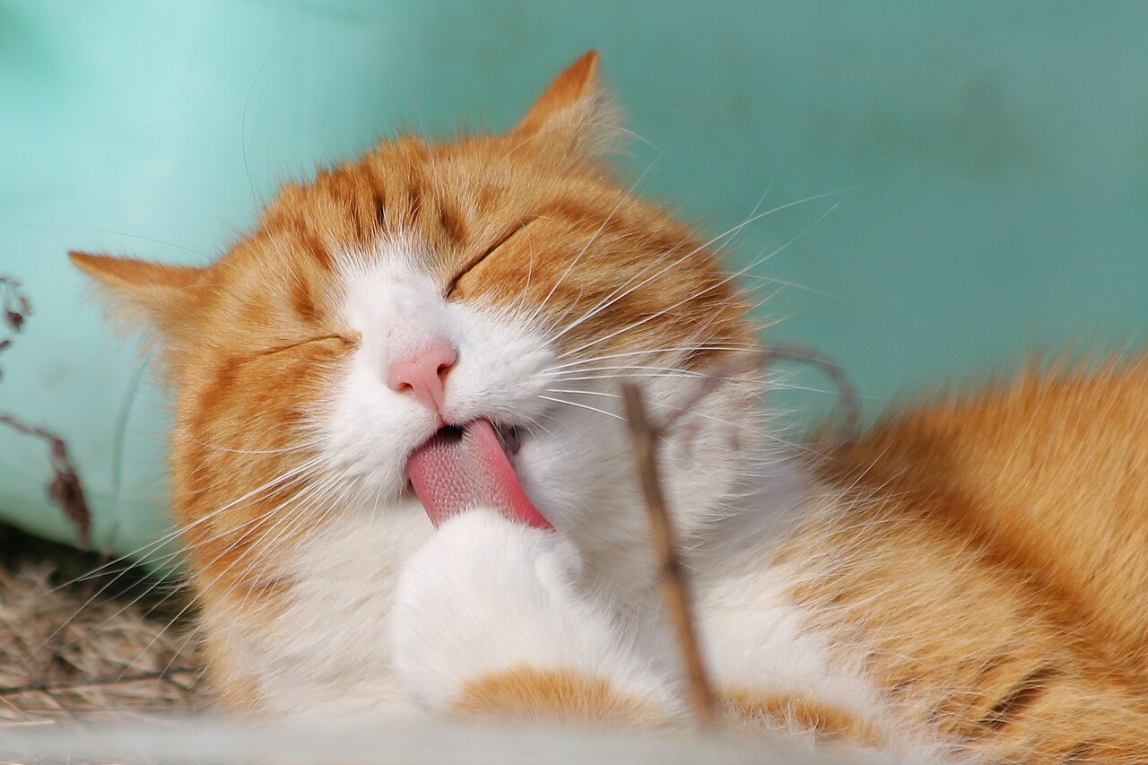 Gato laranja e branco se lambendo durante a higienização do pelo