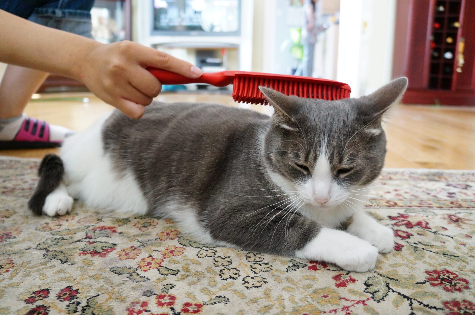 Gato sendo escovado para remover pelo solto