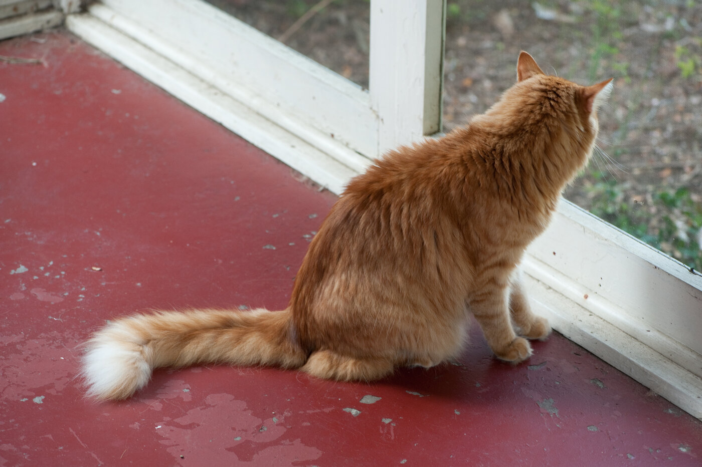 Gato observando com segurança através de tela de proteção instalada na janela