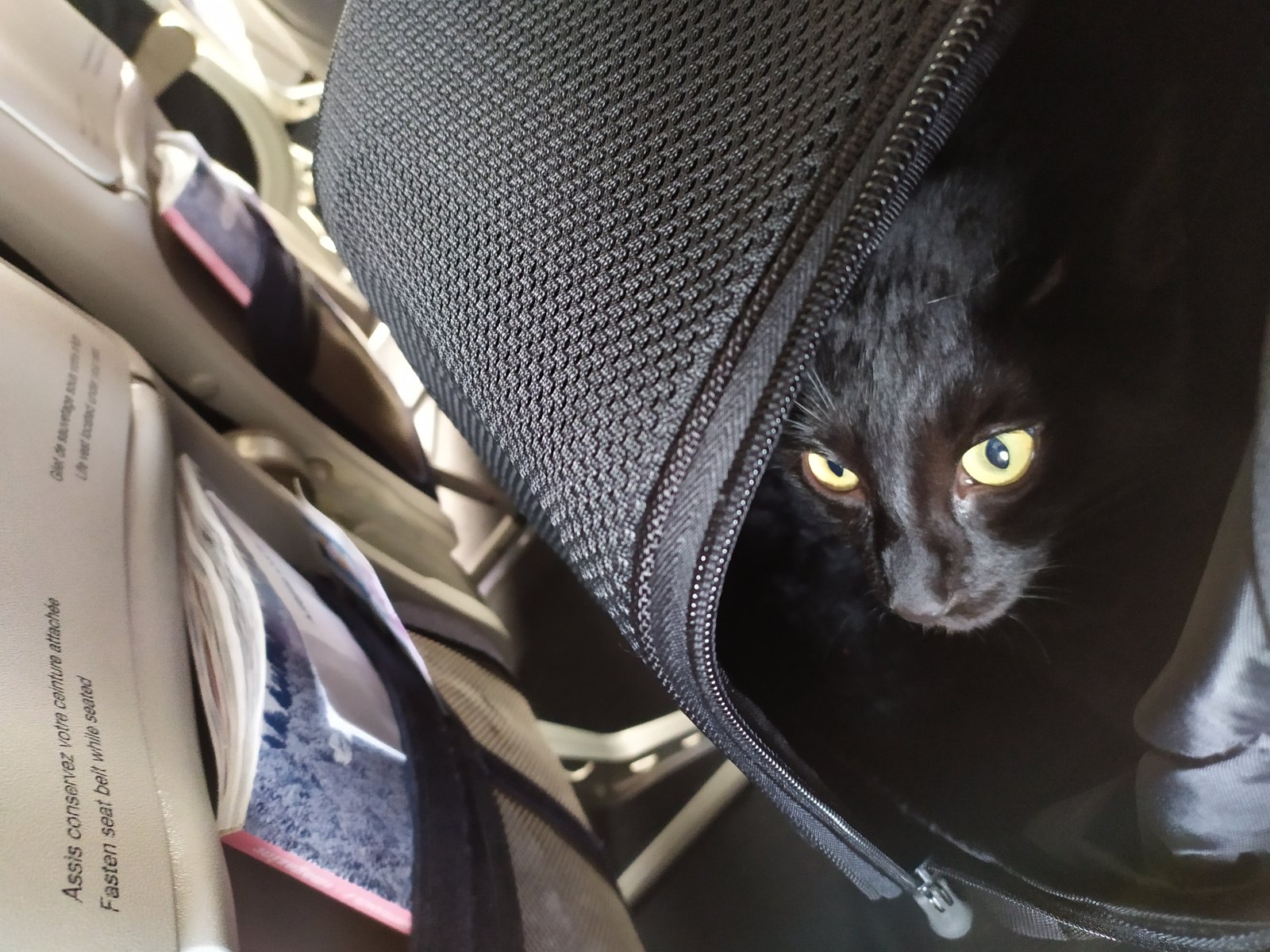 Gato dentro de bolsa de transporte durante voo de avião