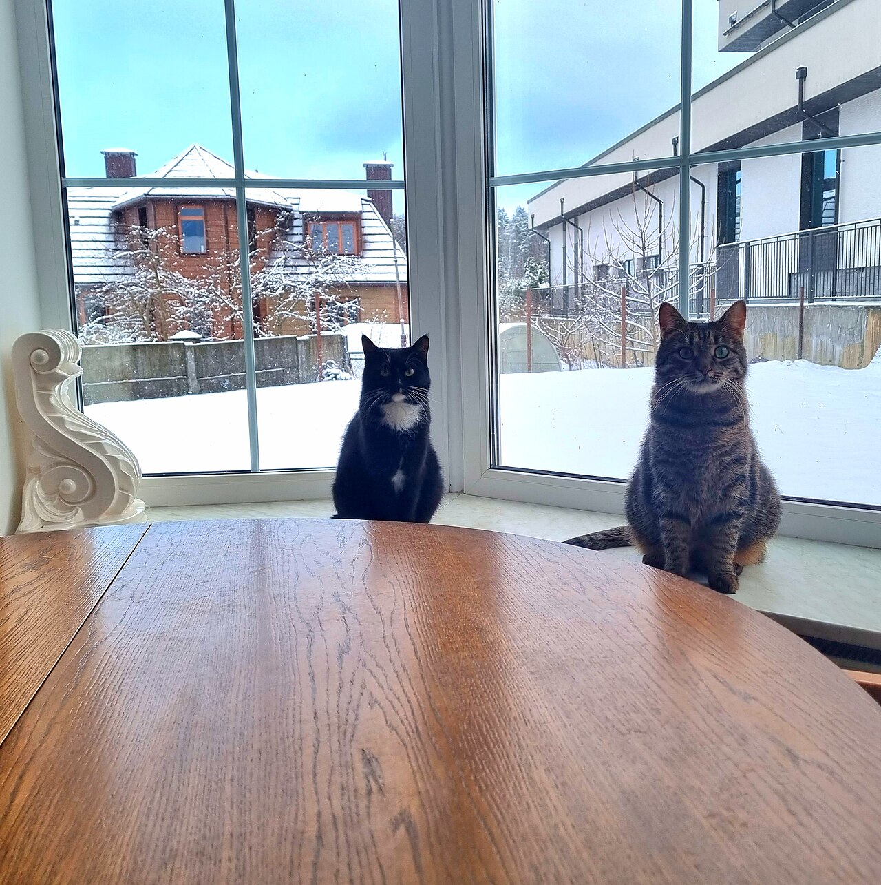 Gatos observando o inverno através da janela de casa