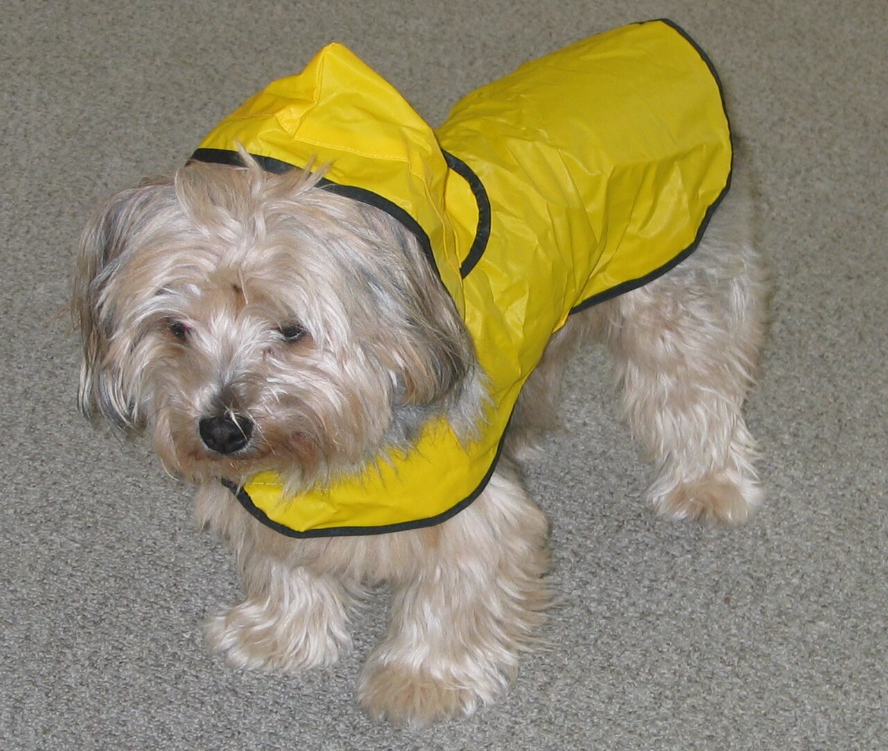 Cachorro pequeno usando capa de chuva impermeavel
