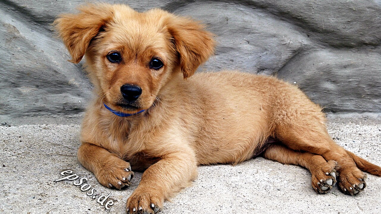 Golden Retriever, raça com subpelo denso que se beneficia da escova Furminator