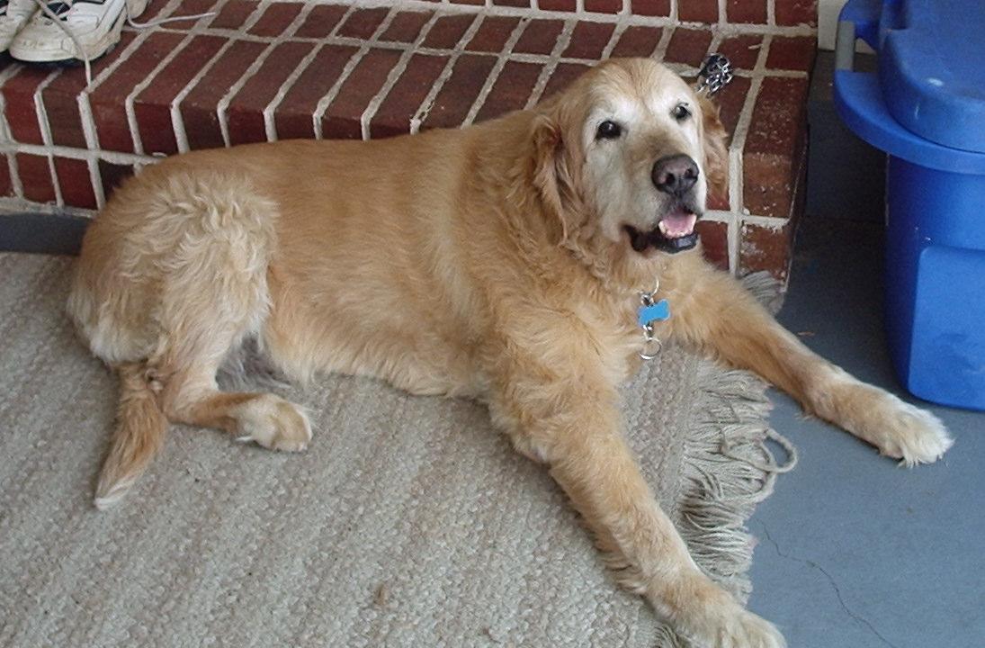 Golden retriever idoso de 15 anos