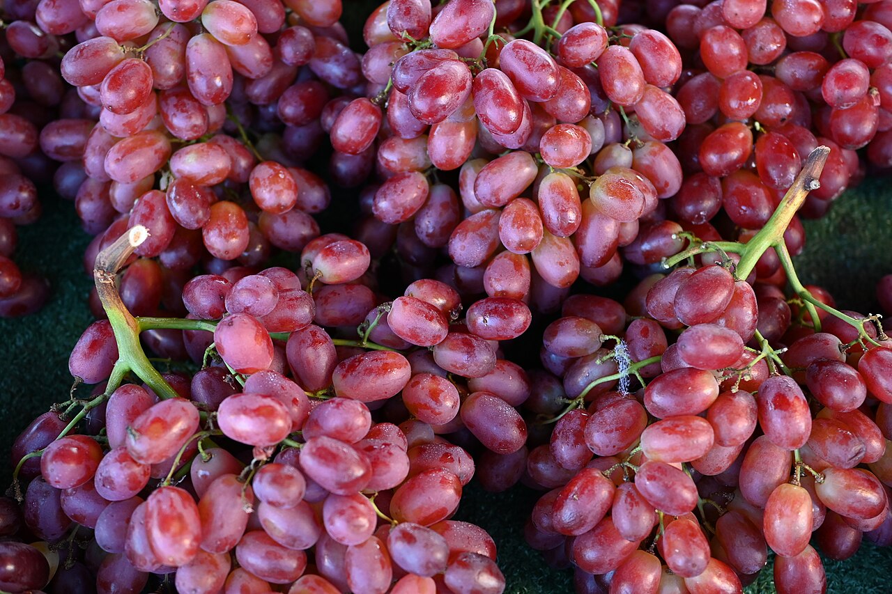 Cacho de uvas frescas, alimento sem dose segura conhecida para cães