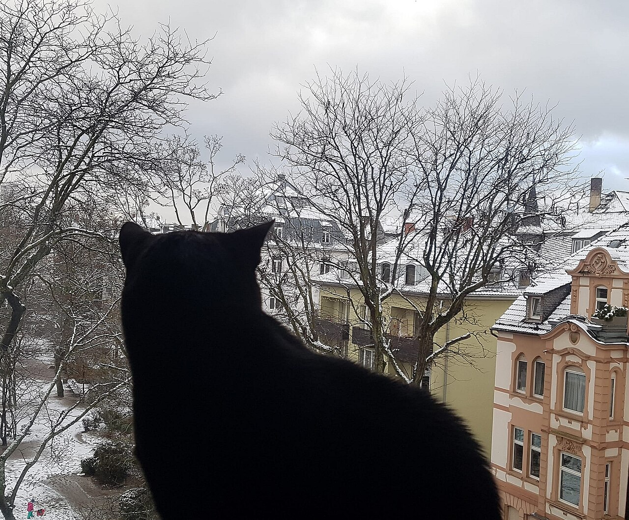 Gato observando pela janela, um dos gatilhos comuns de marcação territorial
