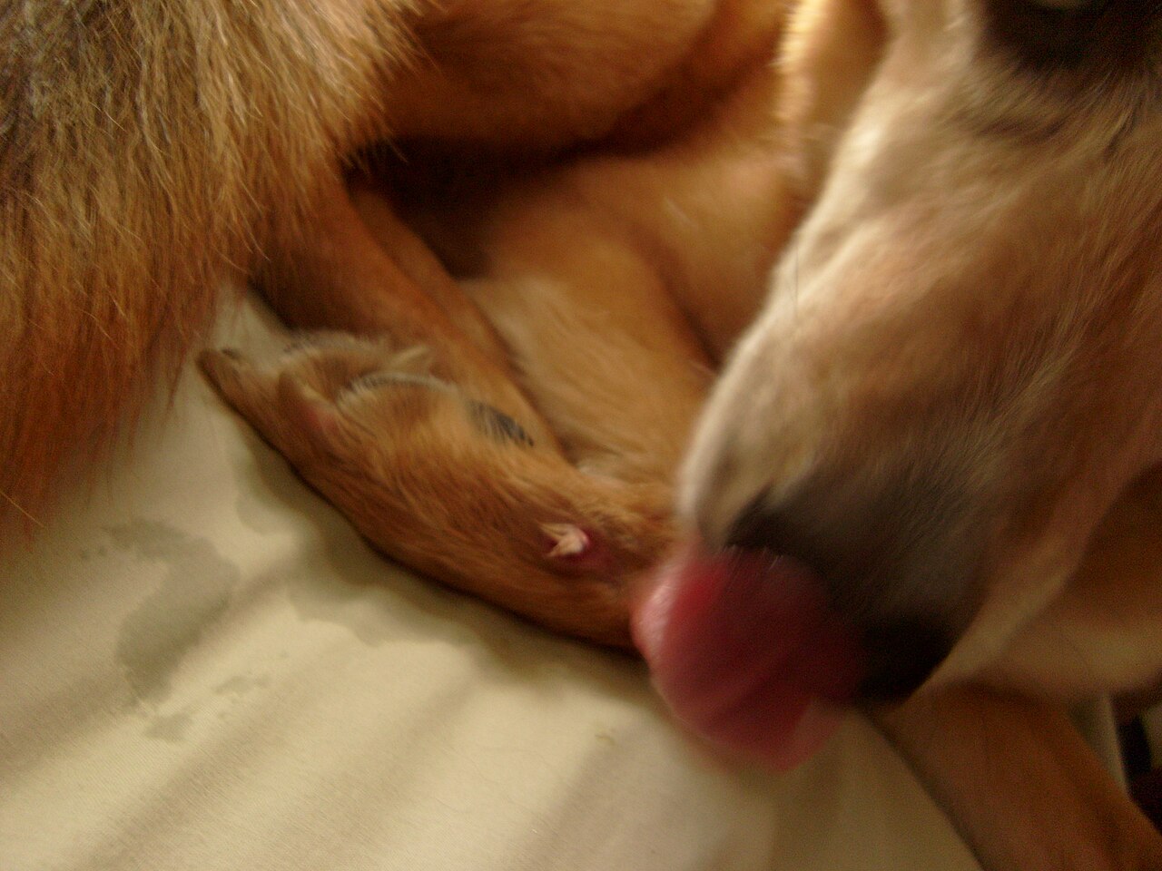 Cachorro lambendo a pata de forma insistente, sinal de possível granuloma de lambedura