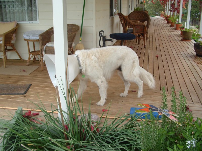 Cão usando colar elizabetano durante recuperação pós-cirúrgica