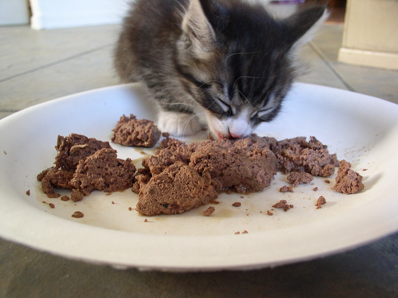Filhote de gato comendo racao