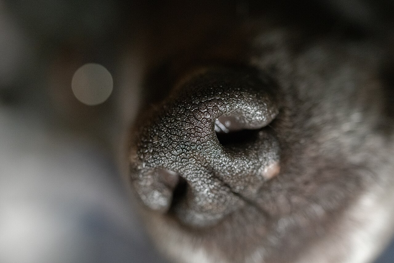 Close-up do nariz de um cachorro
