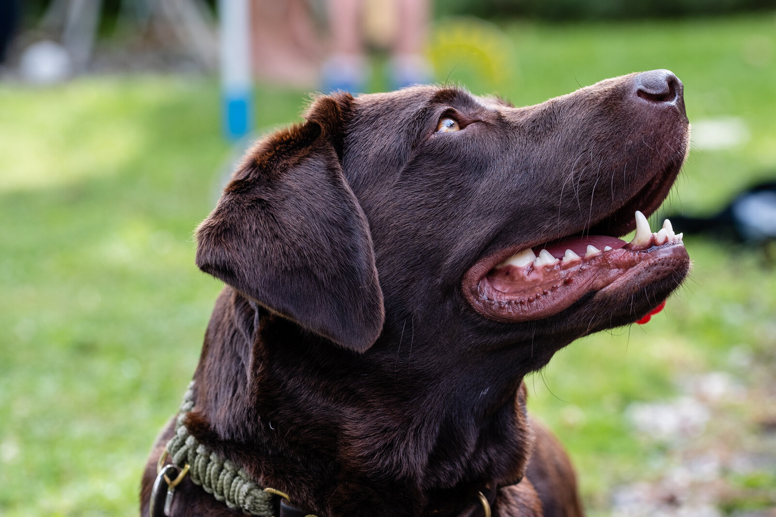 Labrador Retriever, raça de grande porte predisposta à displasia de cotovelo