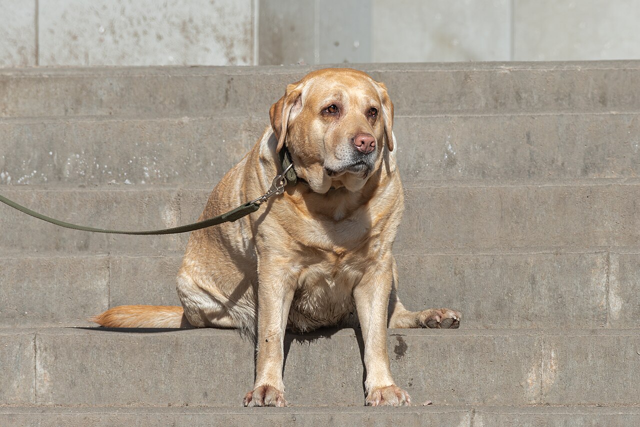 Labrador idoso sentado em degraus, dificuldade de locomoção associada à artrite