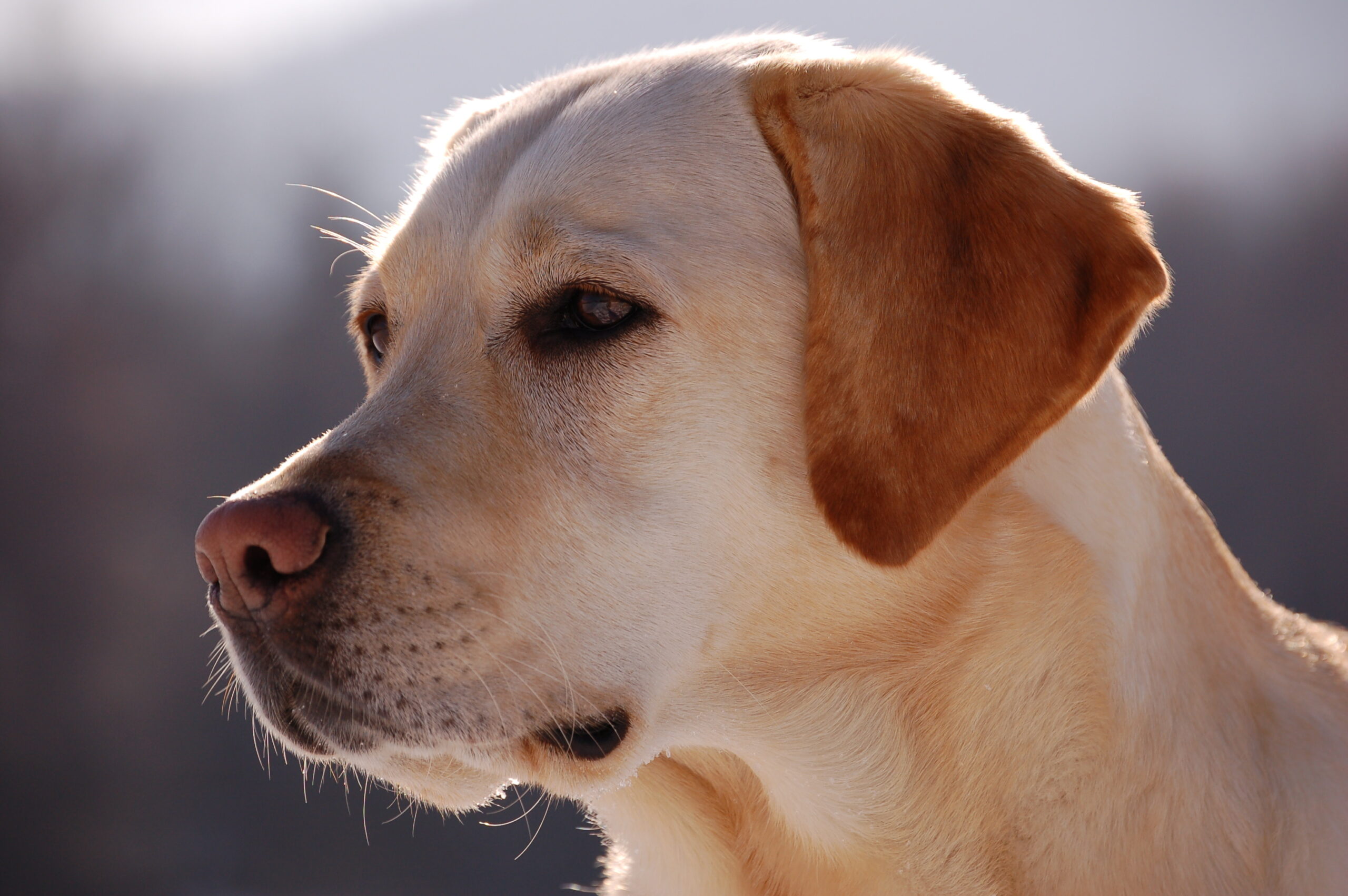 Retrato de um cão labrador retriever saudável