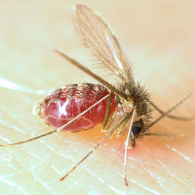 Flebotomineo Lutzomyia longipalpis, vetor da leishmaniose canina