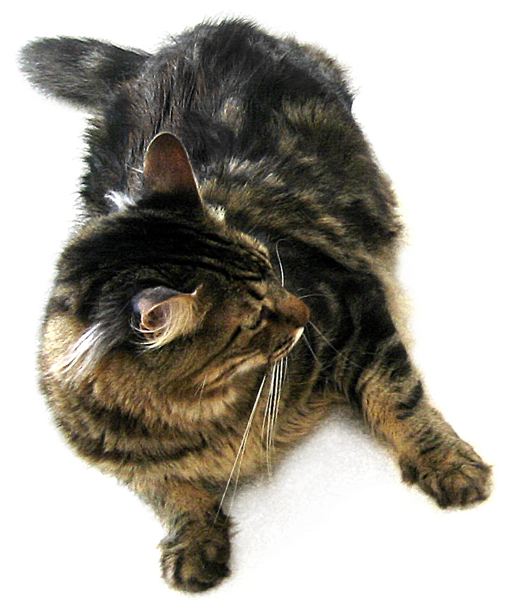 Gato Maine Coon com pelagem de dupla camada