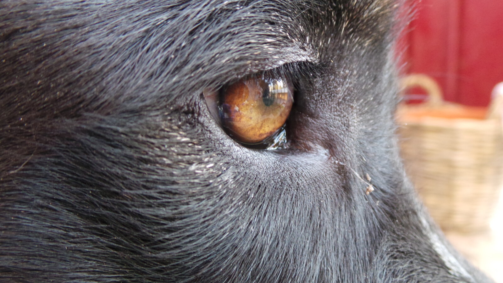 Close do olho de um cachorro