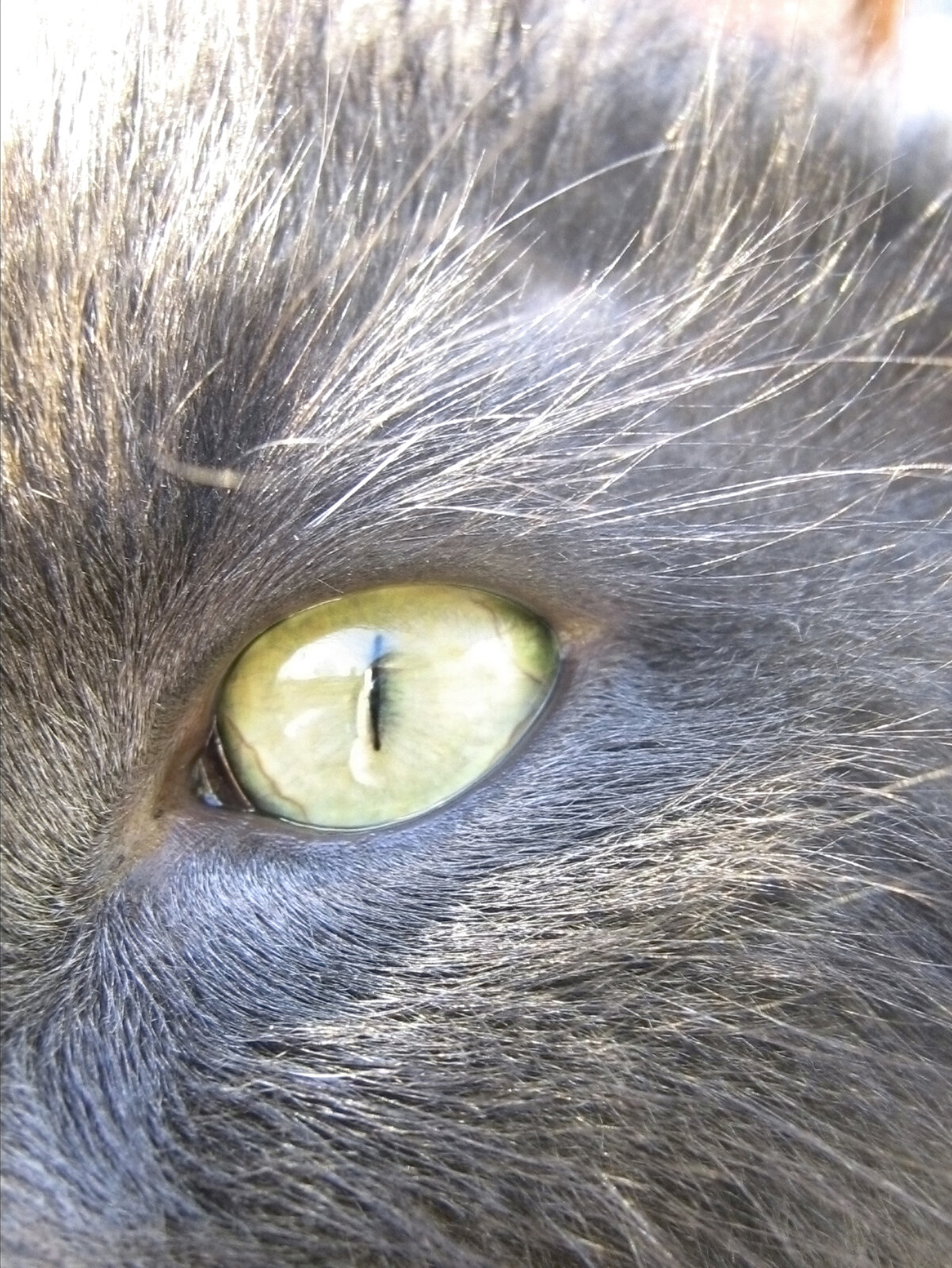 Close do olho de um gato