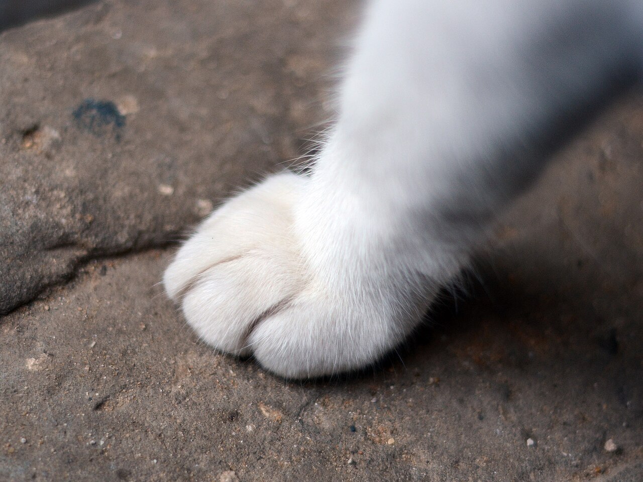 Pata de gato com unhas visíveis